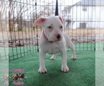 Small Photo #6 American Bully Puppy For Sale in LEWISBURG, TN, USA