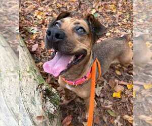 Mutt Dogs for adoption in Kennesaw, GA, USA