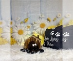 Small #6 ShihPoo