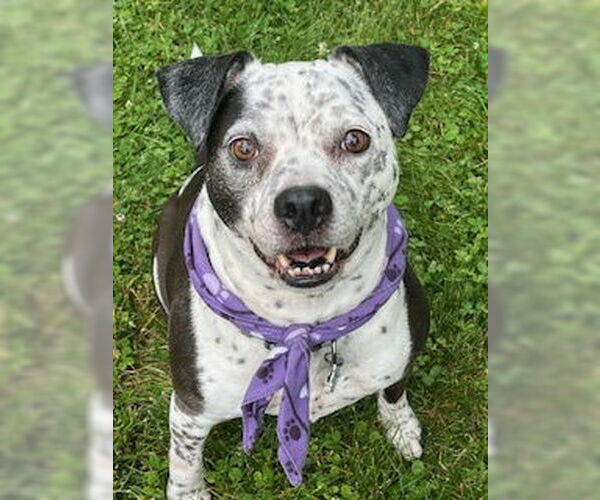 Medium Photo #3 Mutt Puppy For Sale in Oakhurst, NJ, USA