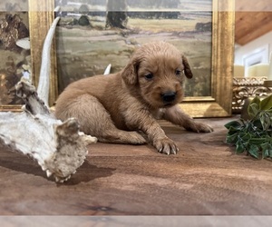 Golden Retriever Puppy for sale in FORDLAND, MO, USA