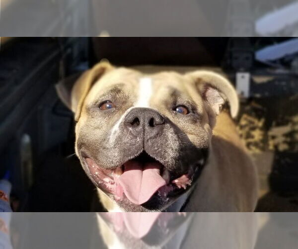 Medium Photo #10 Bulldog-Unknown Mix Puppy For Sale in Houston, TX, USA