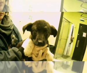 Labrador Retriever-Unknown Mix Dogs for adoption in Tulsa, OK, USA