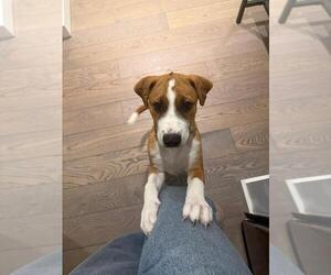 Chestnut - Male Mutt Dog for Adoption - Photo #3