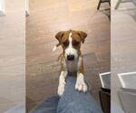 Small Photo #3 Mutt Puppy For Sale in Brooklyn, NY, USA