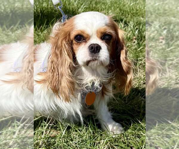 Medium Photo #4 Cavalier King Charles Spaniel Puppy For Sale in Lee's Summit, MO, USA