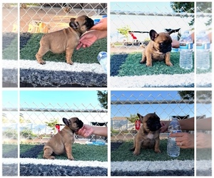 French Bulldog Puppy for sale in HELENDALE, CA, USA