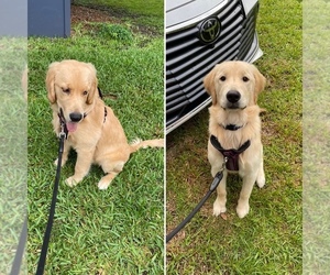 Golden Retriever Puppy for sale in CHARLESTON, SC, USA