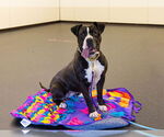 Small Photo #1  Puppy For Sale in , 