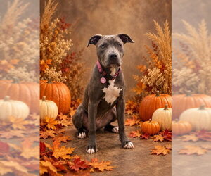 American Staffordshire Terrier-Unknown Mix Dogs for adoption in Westminster, MD, USA