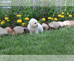 Small Photo #36 Bichon Frise Puppy For Sale in HUMBOLDT, IL, USA