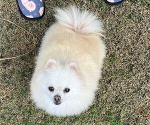 Pomeranian Puppy for sale in RESEDA, CA, USA