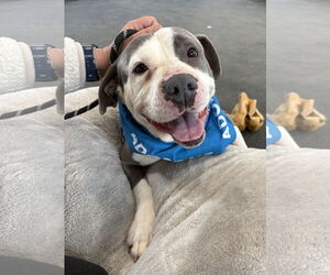 Mutt Dogs for adoption in Clarkston, MI, USA