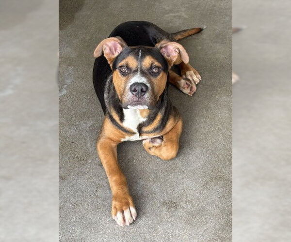 Medium Photo #2 American Pit Bull Terrier-Unknown Mix Puppy For Sale in San Bernardino, CA, USA
