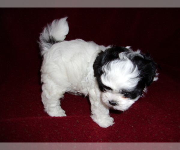 Medium Photo #3 ShihPoo Puppy For Sale in CATLETT, VA, USA