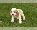 Small #2 Cocker Spaniel