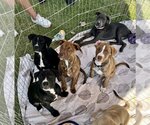 Small #13 American Staffordshire Terrier-Labrador Retriever Mix