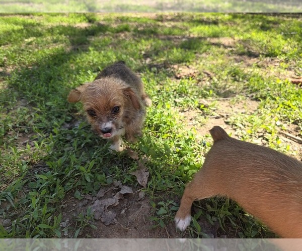 Medium Photo #10 Yorkshire Terrier Puppy For Sale in HUDDLESTON, VA, USA