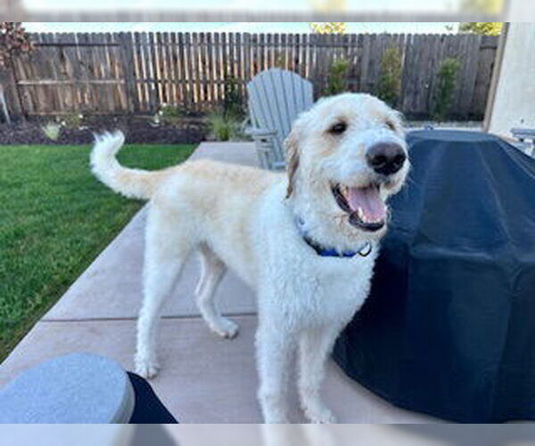 Medium Photo #1 Labradoodle Puppy For Sale in Clovis, CA, USA