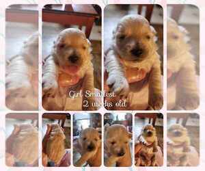 Pom-A-Poo Puppy for sale in SALLEY, SC, USA