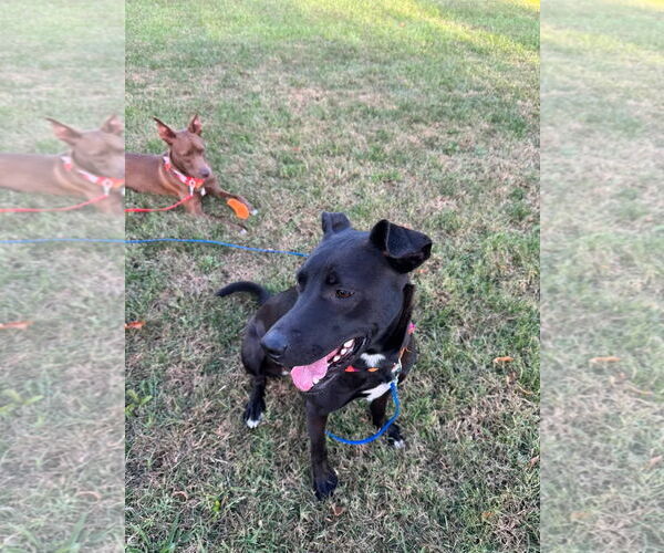 Medium Photo #12 Australian Kelpie Puppy For Sale in Westminster, MD, USA