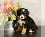 Puppy Moana Miniature Bernedoodle
