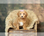 Small #3 Poodle (Toy)