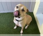 Small Black Mouth Cur
