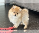 Small Photo #44 Pomeranian Puppy For Sale in WARSAW, IN, USA