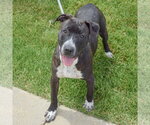 Small #2 American Staffordshire Terrier-Boxer Mix