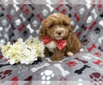 Small #5 Shih-Poo