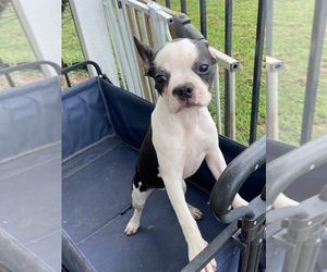Boston Terrier Puppy for sale in CLEVELAND, NC, USA