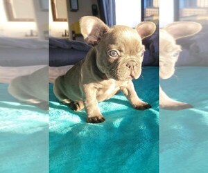 French Bulldog Puppy for sale in EMERYVILLE, CA, USA