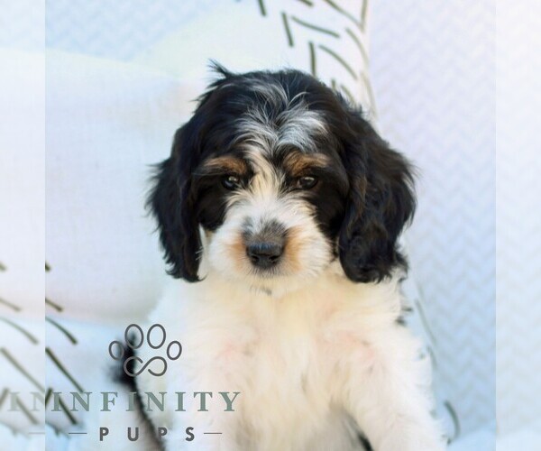 Medium Photo #2 Cavapoo (Miniature) Puppy For Sale in ELIZABETHTOWN, PA, USA