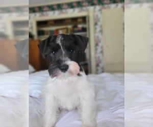 Schnauzer (Miniature) Puppy for Sale in LUFKIN, Texas USA