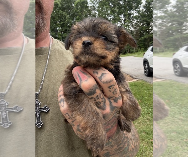 Medium Photo #7 Yorkshire Terrier Puppy For Sale in NEWTON, NC, USA