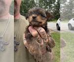Small #6 Yorkshire Terrier