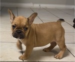 Small #6 French Bulldog