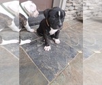 Small #8 American Bully
