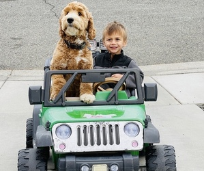 Father of the Australian Labradoodle puppies born on 04/22/2023