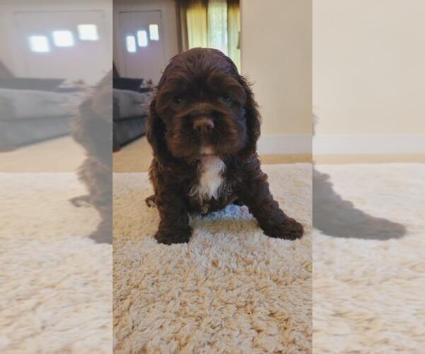 Medium Photo #3 Cocker Spaniel Puppy For Sale in KNOX, IN, USA