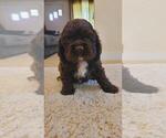 Small #2 Cocker Spaniel