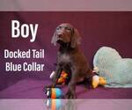 Puppy 5 German Shorthaired Lab