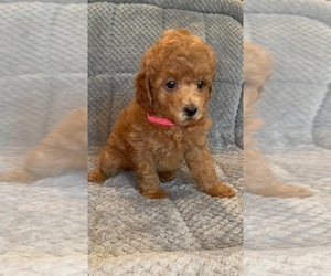 Poodle (Toy) Puppy for sale in SAN BERNARDINO, CA, USA