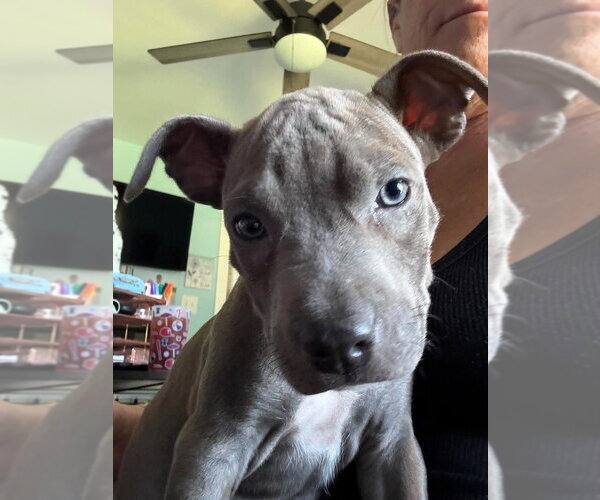 Medium Photo #1 Mutt Puppy For Sale in Wenonah, NJ, USA
