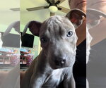 Small Mutt