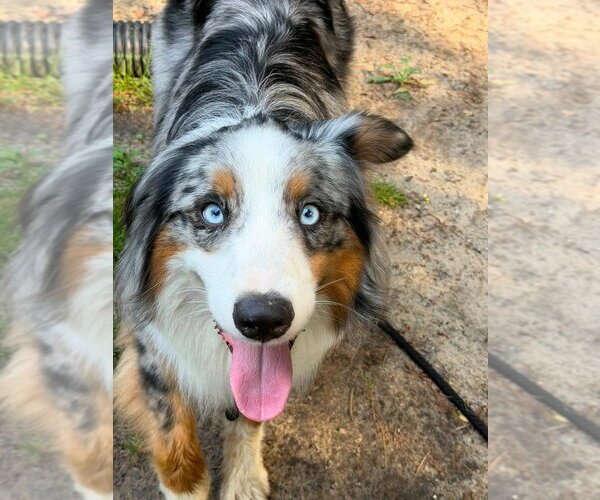 Medium Photo #8 Australian Shepherd Puppy For Sale in Oak Bluffs, MA, USA