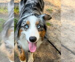 Small #7 Australian Shepherd