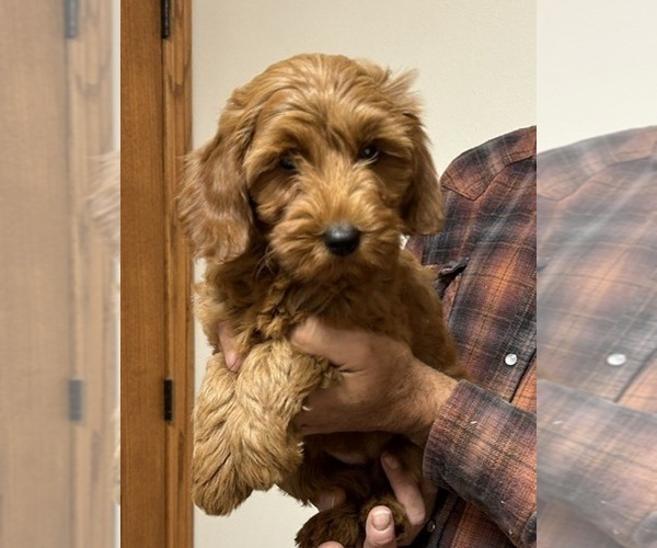 Medium Photo #3 Goldendoodle (Miniature) Puppy For Sale in HULL, IA, USA