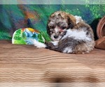 Small Photo #4 Poodle (Toy) Puppy For Sale in COLORADO SPRINGS, CO, USA